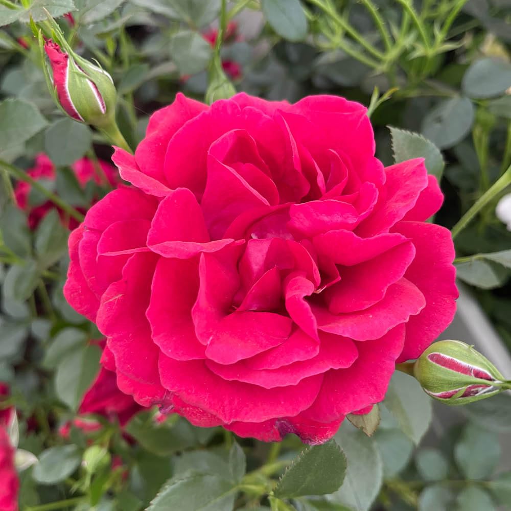You Garden Harkness Roses Richard's RoseGift Wrapped1 X 4 Litre PotRed Double FlowersStrong FragranceReady To Plant Garden Shrub from B&Q