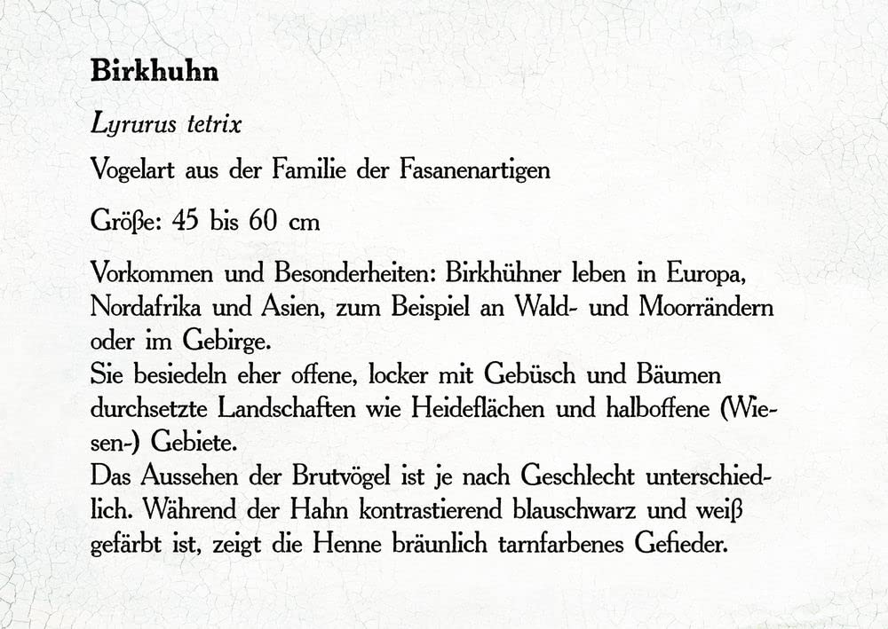 Sturmhöhe (Große Schmuckausgabe)