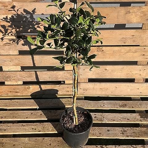 Standard Holly Tree with Red Berries Cover