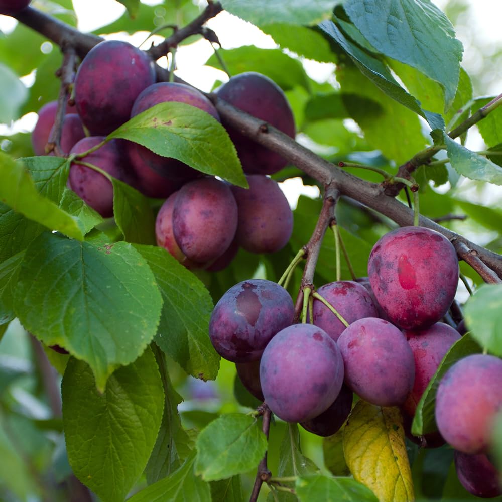 Spring Satin Plum Tree