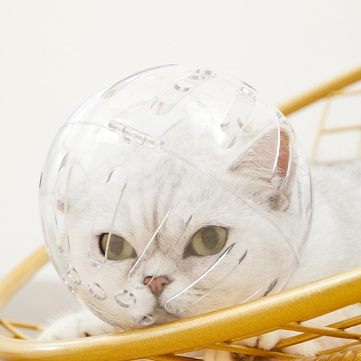 Ipetboom Clear Cat Helmet Adjustable Breathable Pet Head Cover for Post-Surgery Recovery Biting Scratching and