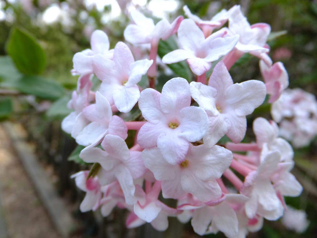 Juddii Viburnum - Fragrant Snowball Bush