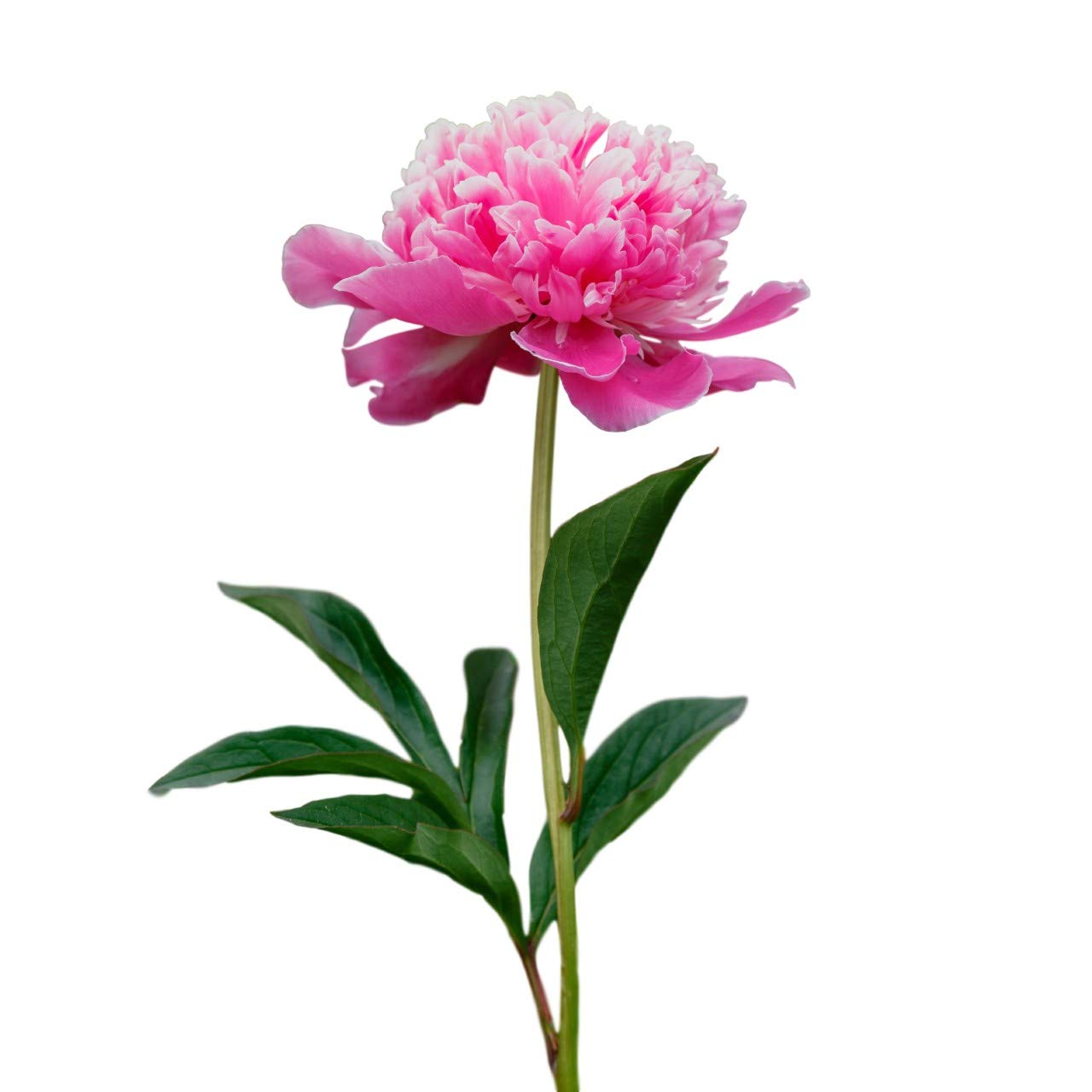 Madame Emile Debatene Peony
