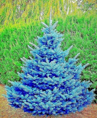 CZ Grain Colorado Blue Spruce Seedlings