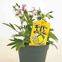 優くすらぶ　ゼラニウム　150g 2本 優くすらぶ ゼラニウム 150g 2本 楽天市場】ゼラニューム（花