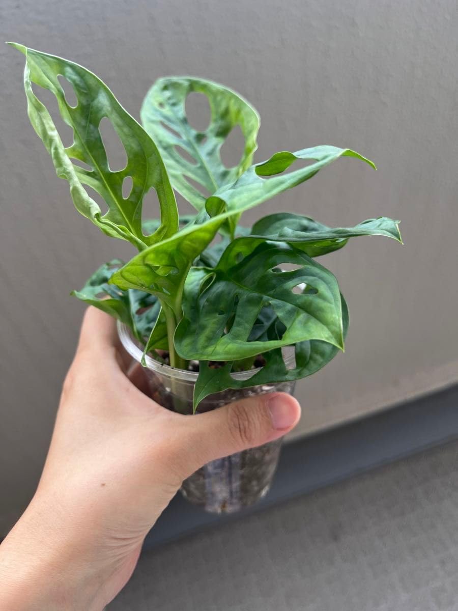 Amazon｜マドカズラ 3本 抜き苗 モンステラ 観葉植物｜観葉植物