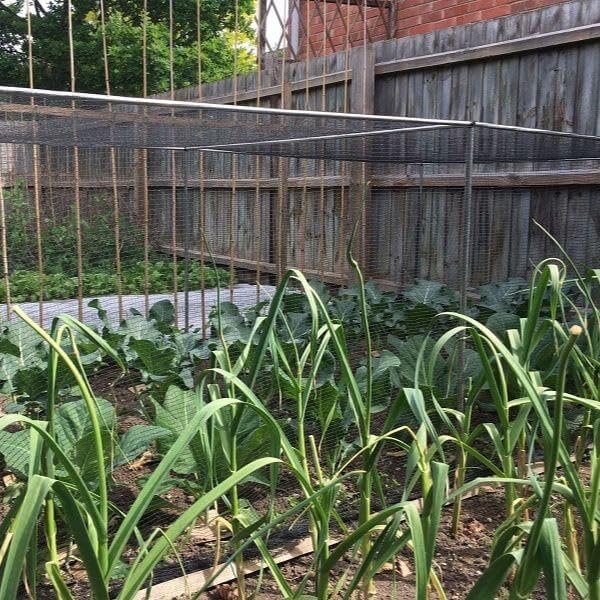 Vegetable Cage Height 1.2m Width 1.2m x Length 5.4m Complete with Black Butterfly Netting 5 x 7mm, Pegs and Clips. Stop Cabbage White Butterflies