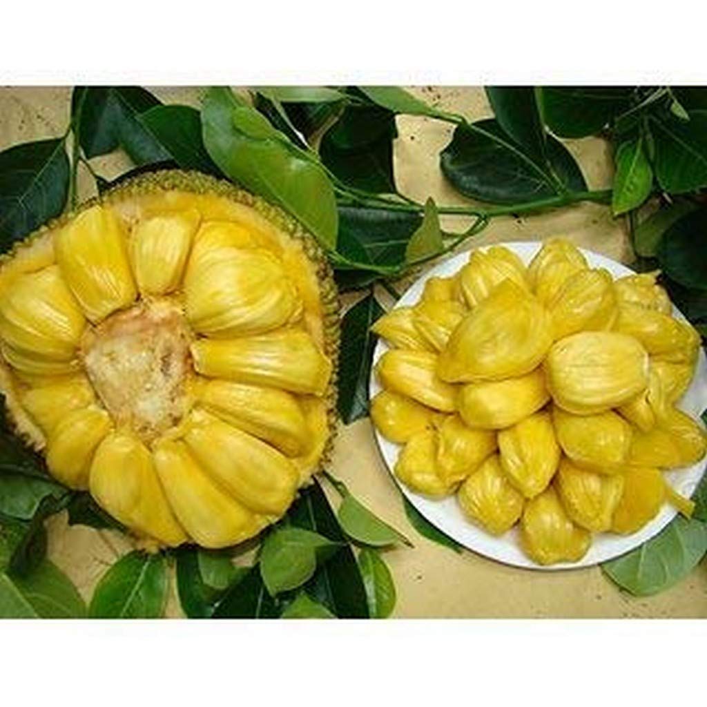 See full amazon price history chart for Creative Farmer Live Plant World Largest Tree Fruit Honey Jackfruit Tropical Unique Great Exotic All Season Fast Bearing (1 Healthy Live Fruit Plant) Creative Farmer Live Plant World Largest Tree Fruit Honey Jackfruit Tropical Unique Great Exotic All Season Fast Bearing (1 Healthy Live Fruit Plant) (B08Q8LWJWN) Amazon Price History, Amazon Price Tracker