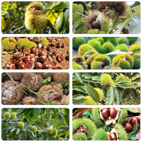 castaño balcón camas elevadas semillas de Camas elevadas para el jardín de balcón resistentes semillas 6pcs