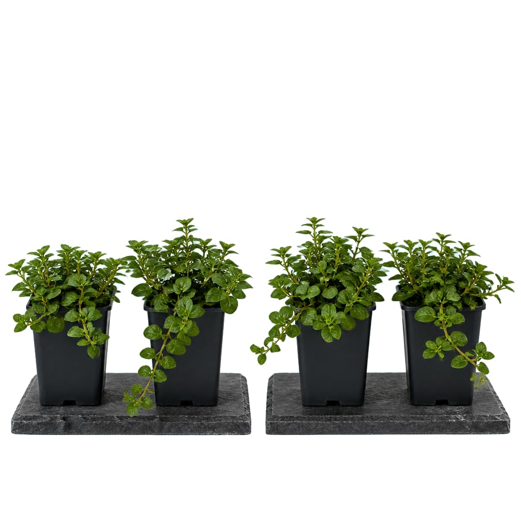 Mentha Piperita - DECOALIVE - Menta Común - Lote de 4 Plantas - 25-30 cm de Altura - para Jardín Doméstico