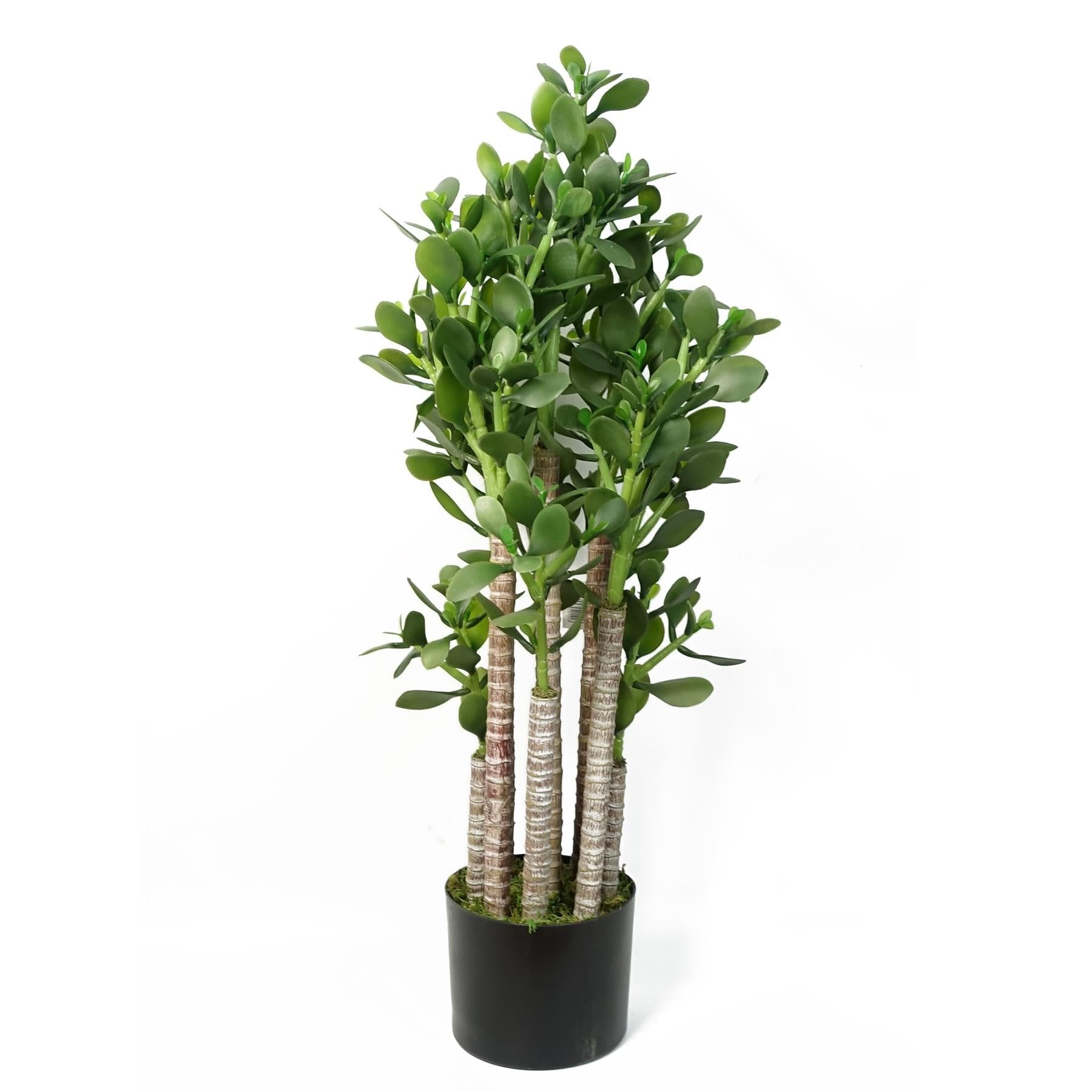 Blue Pirate Green Jade Plant 75Cm
