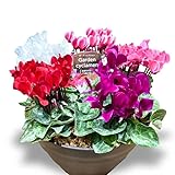 ガーデンシクラメン 5ポット 寄せ植え シクラメン 贈り物 お歳暮