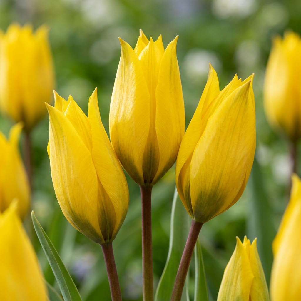 Green boutiQ - 160x Tulipa Sylvestris - Tulipe sauvage - Jaune - Bulbe naturalisant - Calibre 5/6
