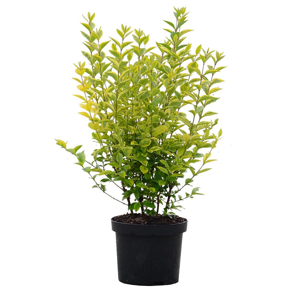 philodendron billietiae black Philodendron billietiae – Carnivero main image 1