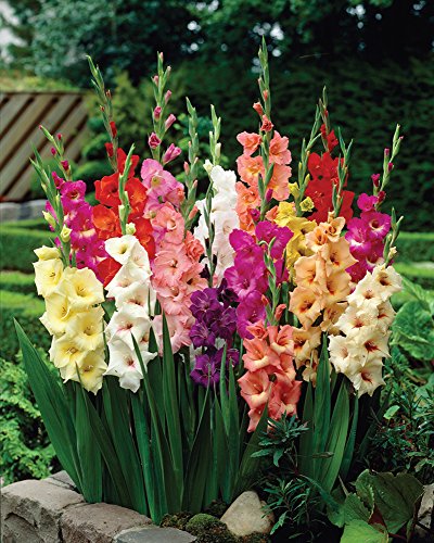 Van Zyverden Gladiolus - Large Flowering Rainbow Mixed - Set of 25 Bulbs