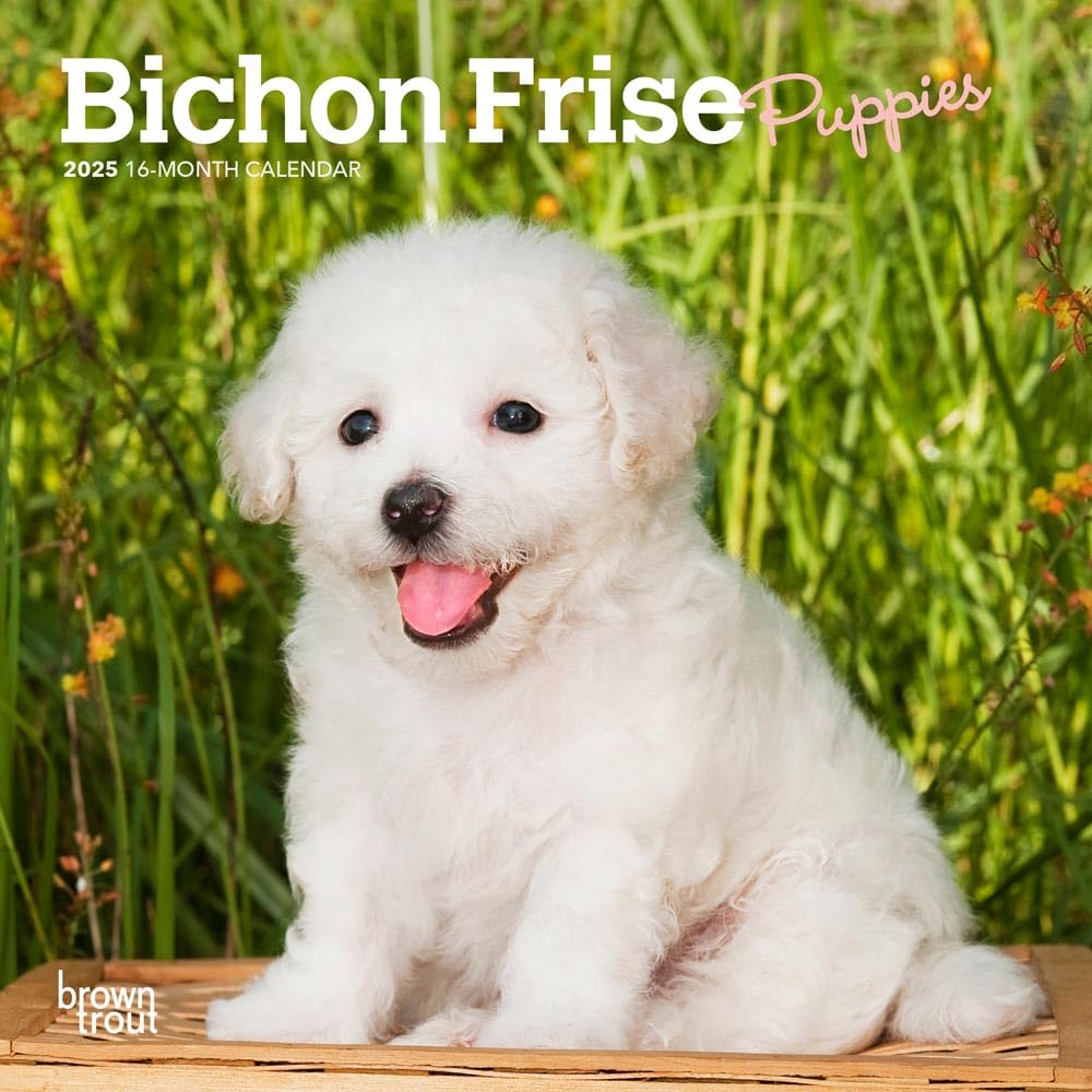 Bichon Frise Puppies 2025 7 x 14 Inch Monthly Mini Wall Calendar