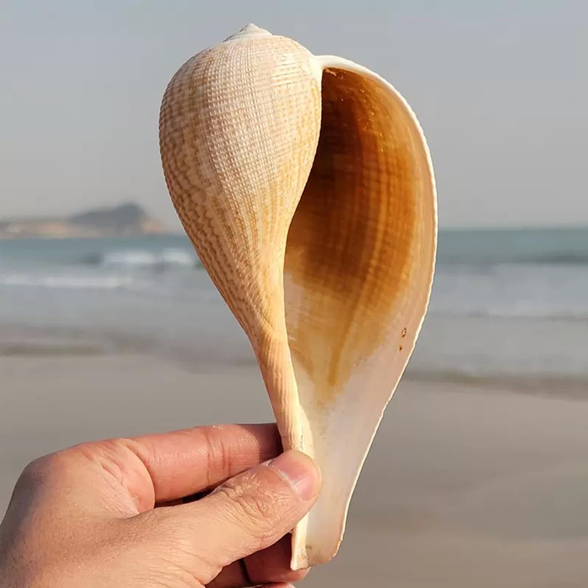 Muszla trąbki, Naturalna duża muszla ślimakowa 8~15 cm na wesele, imprezę tematyczną plaży(8~13cm)