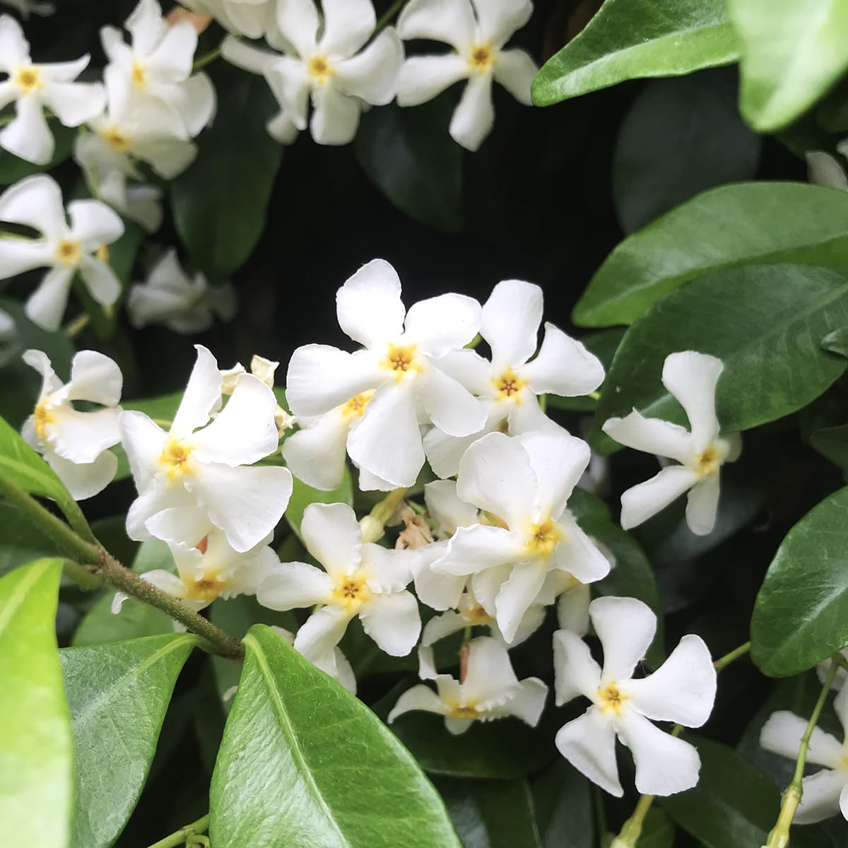 Elixir Gardens 1 x Trachelospermum Jasminoides (3L Pot) | Fully Established Hardy Evergreen Flowering Shrubs & Bushes for Borders, Patios & Planters | Rhododendron, Viburnum, Nandina & More