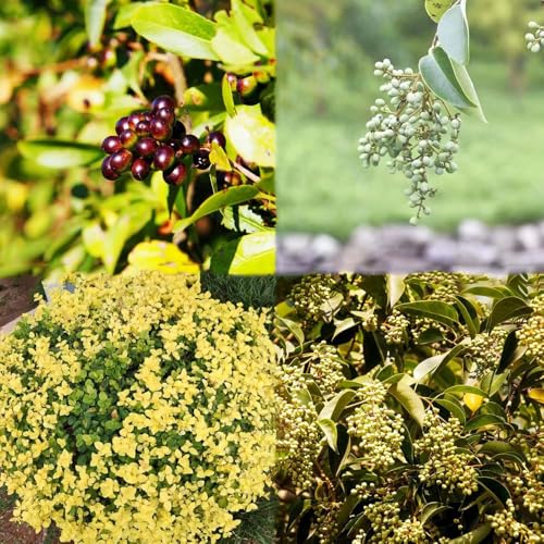 semillas de seto de aligustre - resistentes perennes resistentes arbustos perennes - raras seto aligustre 400pcs