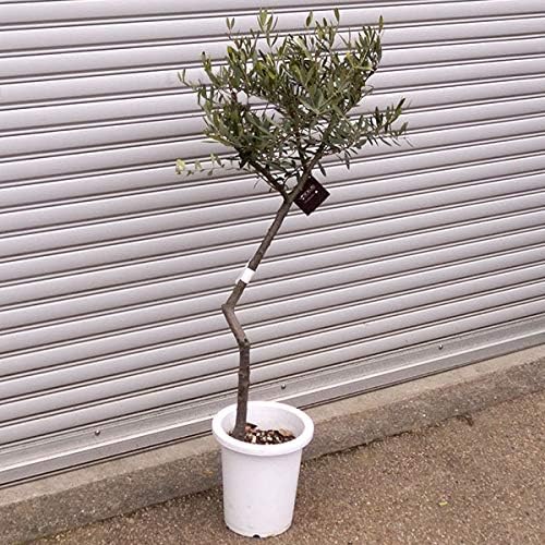 Amazon Co Jp オリーブ 創樹 ネバディロブランコ8号鉢植え 樹高約90cm En 1点もの Diy 工具 ガーデン