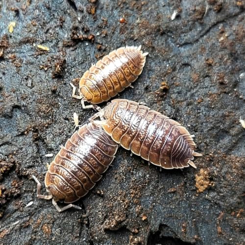 TC INSECTS 50 Porcellio dilatatus Giant Canyon Isopod | Live Isopods Bioactive Cleanup Crew | Live Arrival Nationwide!