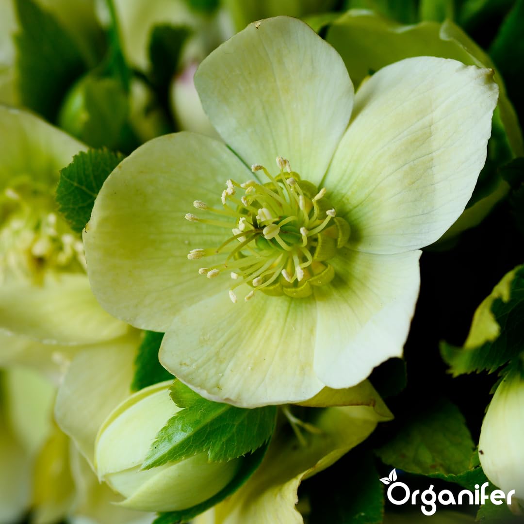 Fertilizante Líquido Para Rosa De Cuajada - 10L - NPK 3-4-3 | Hojas Sanas Y Floración Abundante - Organifer
