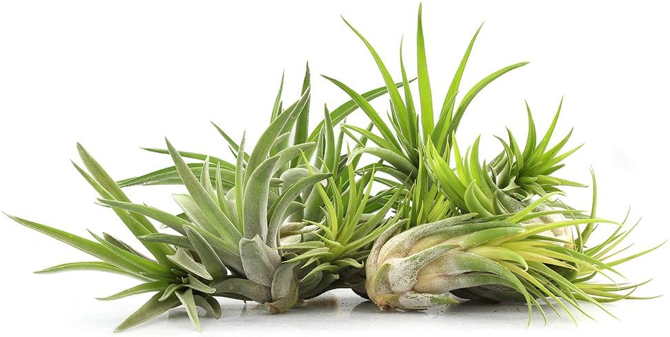 5 Inch Thick Slanted Glass Bowl Terrarium DIY Kit with Beach Sand and 3 Live Tillandsia Ionantha Air Plants - Indoor House Plants for Home and Office Decor