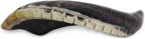 Kosher Shofar 9-11 Half Polished Natural Israel New