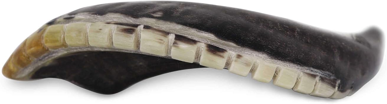 Kosher Shofar 9-11 Half Polished Natural Israel New