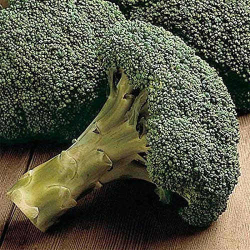 Amazon.com : Packman Hybrid F1 Broccoli Seeds - You can Grow it