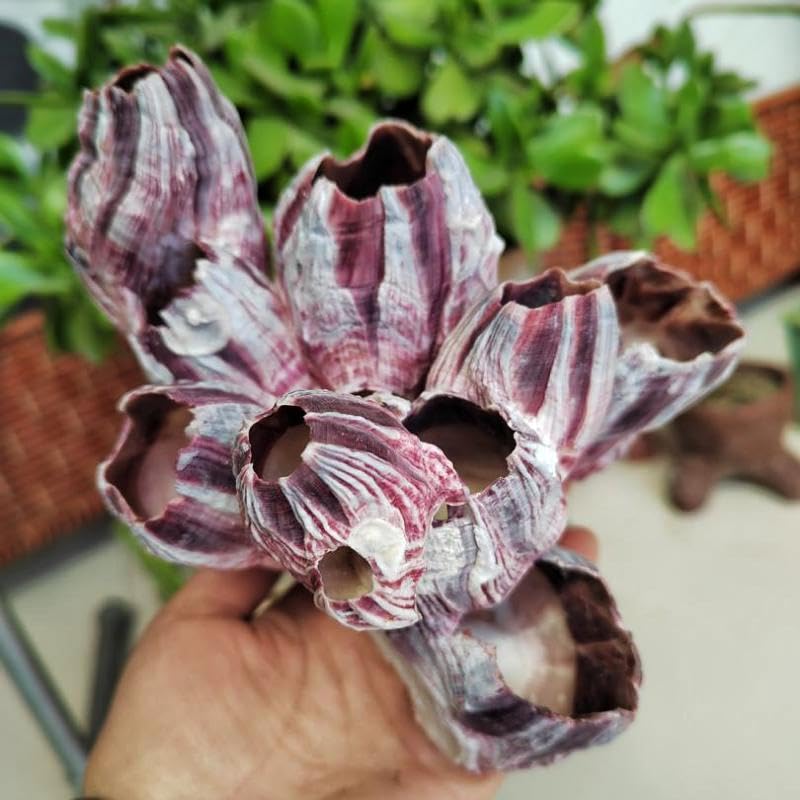 YZHZOM Large Purple Barnacles Clusters, Aquarium Decor with Purple Coral for Fish Tank