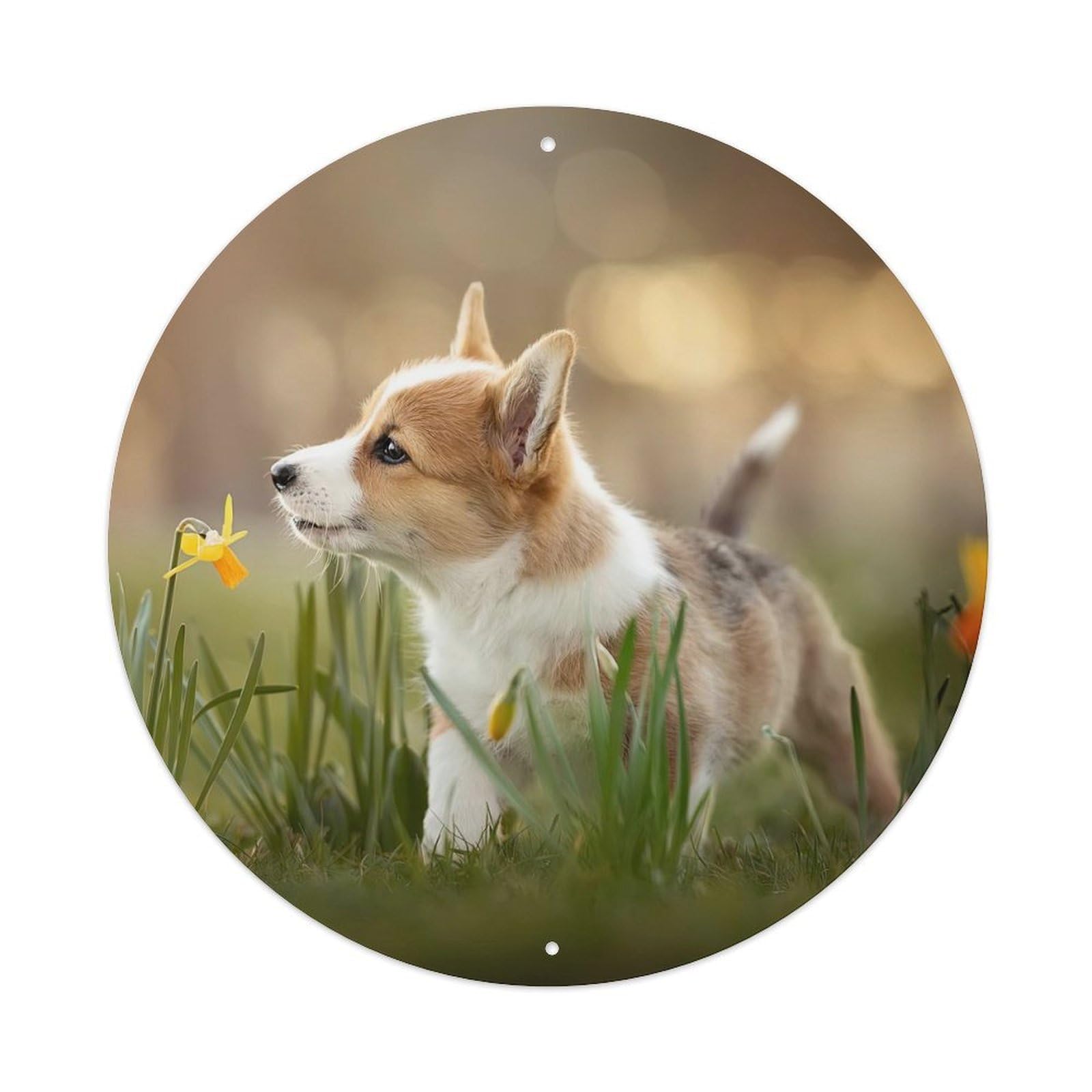 Cwbufd Vintage Style Animal Welsh Corgi Puppy With Daffodils Spring Garden Scene Vintage Metal Tin Sign Plaque Wall Decor For Cafe, Club Bar, Office, Garden Metal Poster 8X8inch
