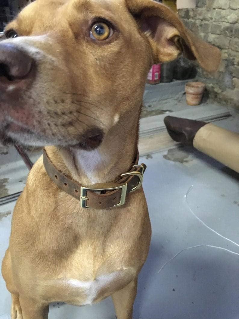 Handmade Personalized Bridle Leather Dog Collar, Engraved Pet Name, Brass/Gold Tone Hardware (Distressed Brown)