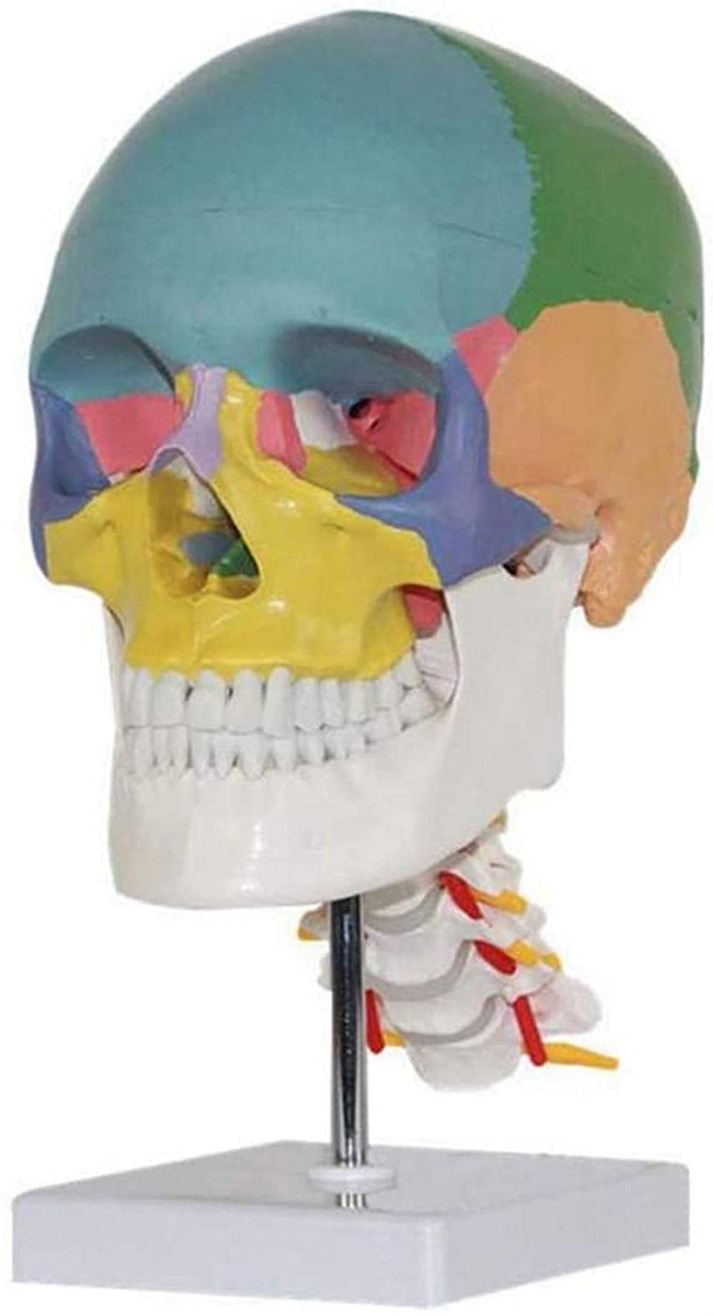Buy IVQAPP Anatomy Human Skull Model Removable Skull Cap Skull Model