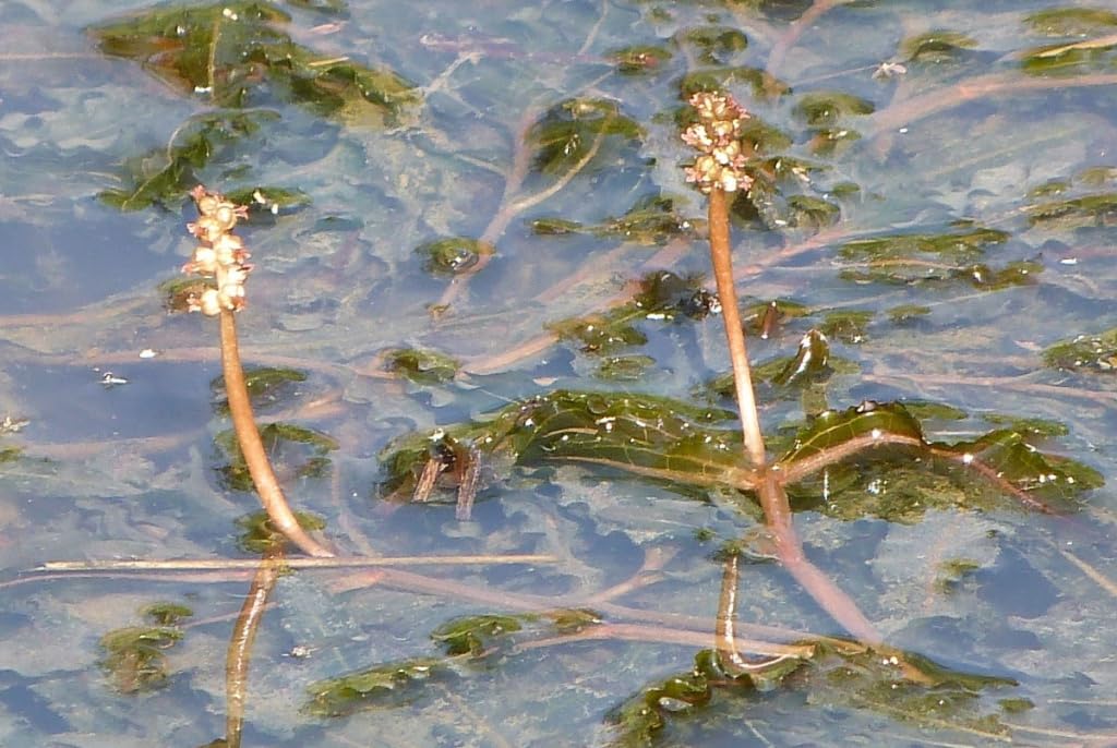 Potamogetonaceae live plant Pack Of 4 (B0CVG265G5) Amazon Price History, Amazon Price Tracker