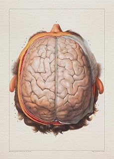 Anatomy LOBES BRAIN SKULL print SRA3 12x18 conqueror laid paper