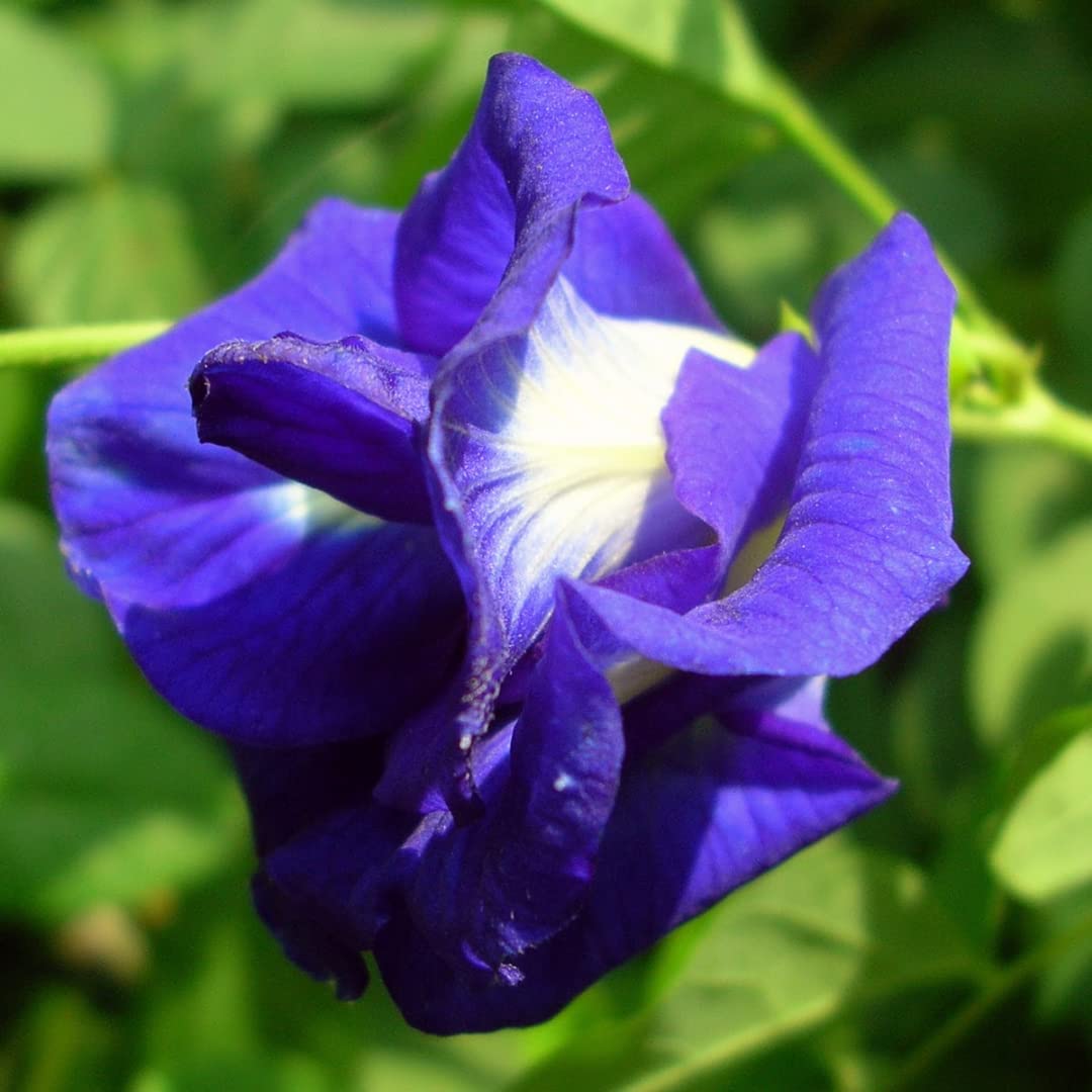 Urvaar Double Aparajita Seeds | Aparajita Multipetal Seeds | Butterfly Pea Seeds Blue Color | Sankhpushpi Seeds | Blue Pea Flower Seeds | Clitoria Ternatea Seeds (25 Per Packet) (B0BVRTC1KQ) Amazon Price History, Amazon Price Tracker