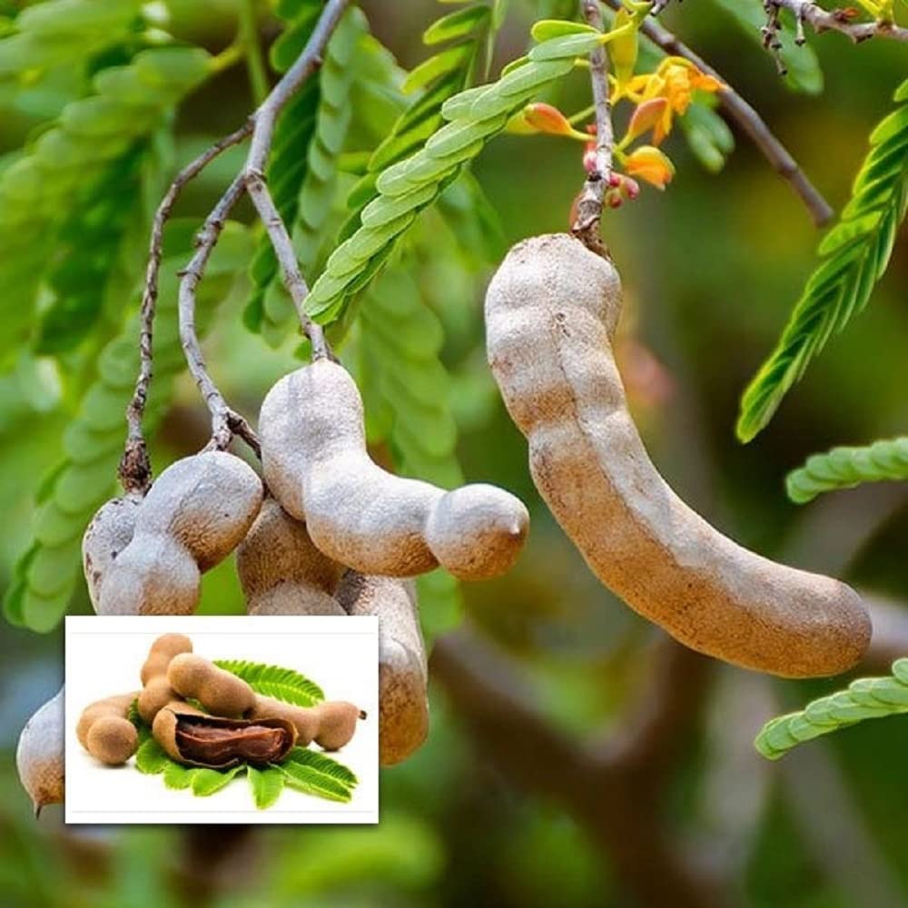 IXORA Tamarind Thai Sweet Variety Imli Fruit Grafted Live Plants & Tree(1.5-3 Feet Size) (B0BN1WSBNT) Amazon Price History, Amazon Price Tracker