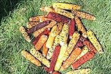 25 MINI Indian Corn (Full Ears) Without Husk-3 to 6 INCHES Long