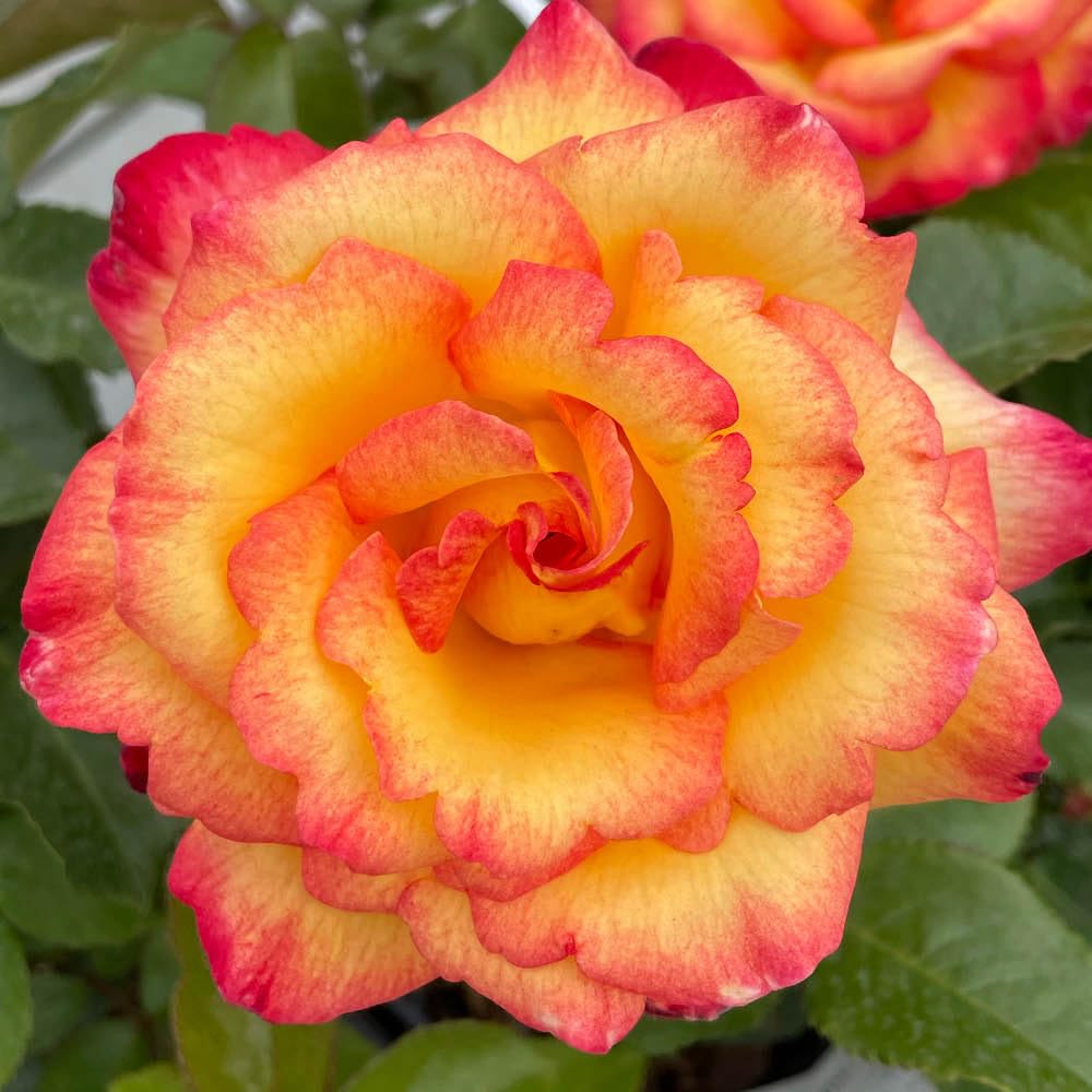 Yougarden Harkness Rose 'sheila's Perfume'Established Plant In 3 Litre PotReady To PlantPotted Rose For ContainersBedsAnd Borders, from B&Q