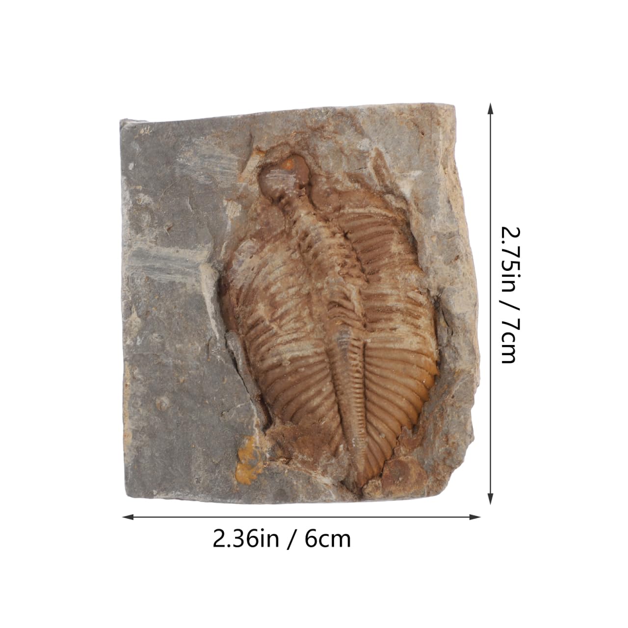 VALICLUD Trilobites naturels - Pierre fossile originale - Véritable pour la collection, l'enseignement et la décoration - Durable et fidèle aux détails pour les projets de biologie géologique