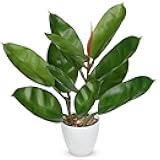 GnFlus Fake Plant Artificial Rubber Tree in White Pot Decor for Home Indoor Tabletop Centerpieces Living Room Bedroom Decoration