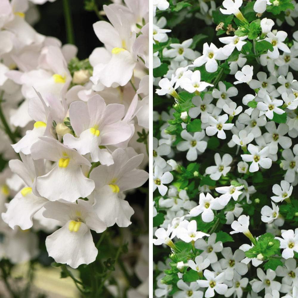 White Hanging Basket Duo Plugs Bacopa 'Snowflake', Nemesia 'Vanilla