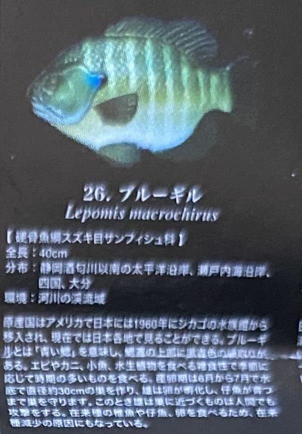 Amazon | 原色図鑑 シリーズ ユージン 原色淡水魚図鑑 Ⅱ 改訂版 26