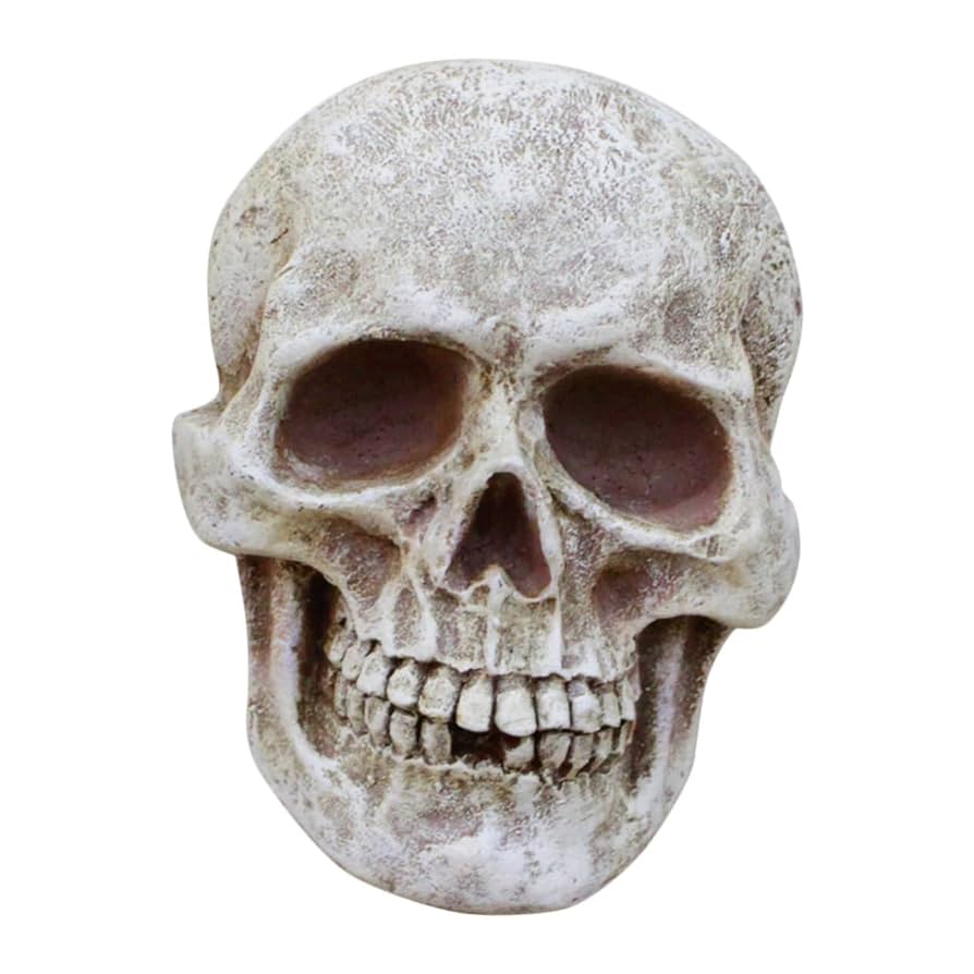 【希少】ニホンザル（コドモザル）の頭骨（スカル） タカの頭蓋骨マスク - Etsy 日本