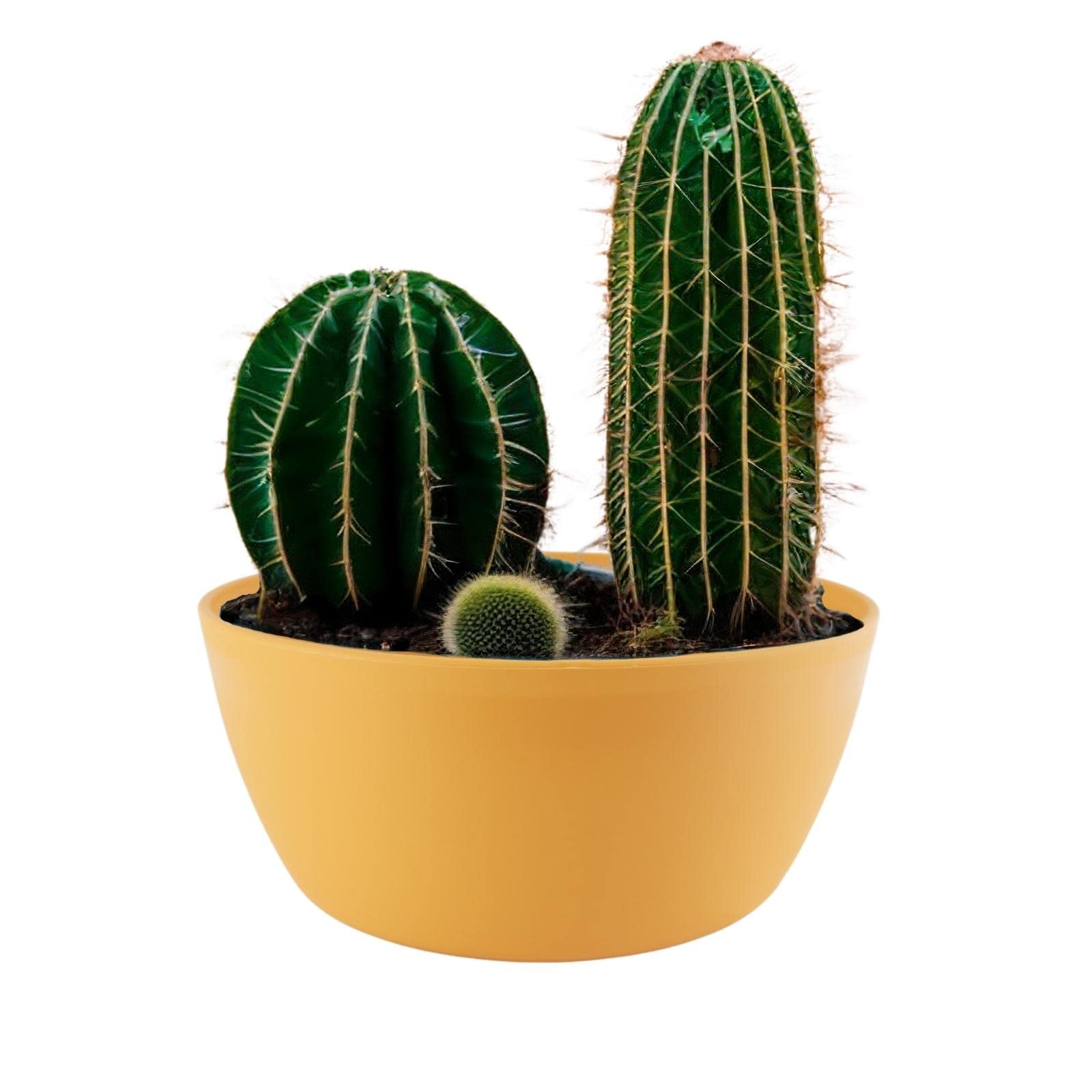 ECOMACETAS FLOWERPOT STORE Maceta Cactus, Maceta para Mini Cactus, Suculentas, Crasas o Bonsai. Maceta Redonda Baja Amarilla. (1, 20 cm)