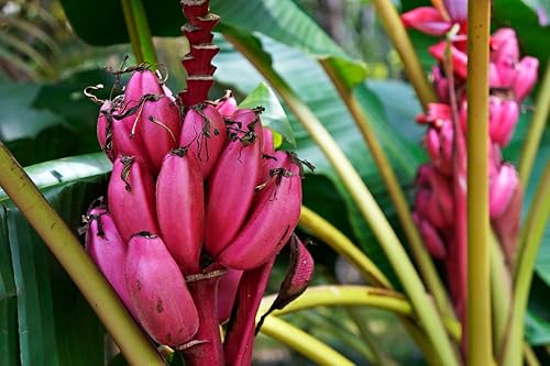 Miniatura 1 de Semillas de plátano rosa enano para plantar (5 semillas) - Musa Velutina