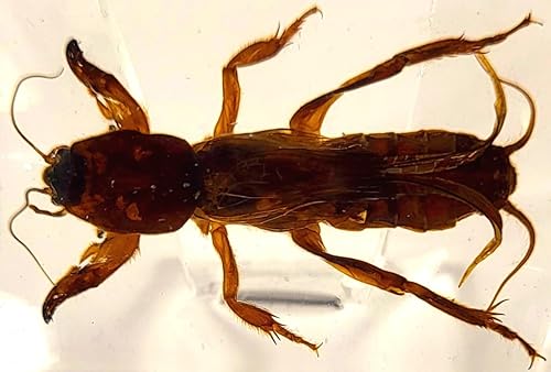 Miniatura 262 de Escarabajo de algodoncillo azul cobalto real de 1.732 in en espécimen de resina de lucita cristalina, insectos, insectos preservados, colección