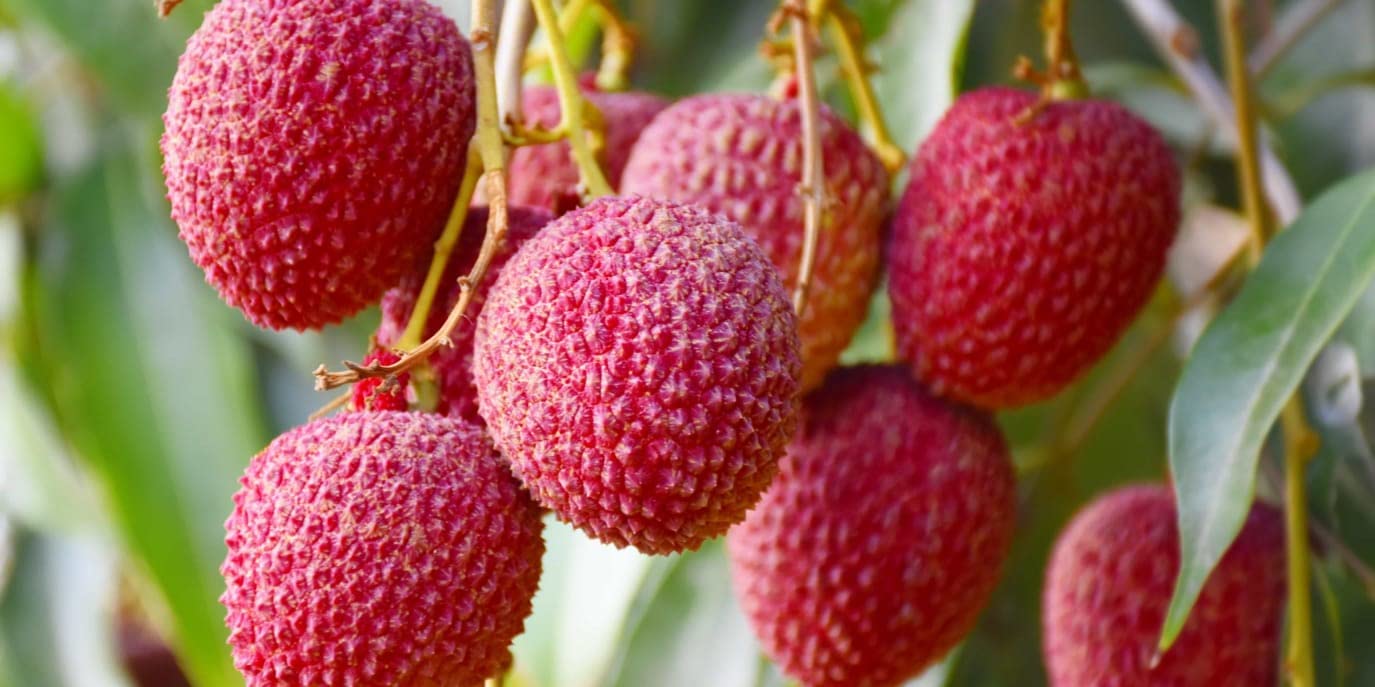 Hybrid Muzaffarpur litchi plant (Air Layered),Lichu,Big Size,Very Sweet, Special Variety"(Fruit After 1 Year) (B0BT4S7GTT) Amazon Price History, Amazon Price Tracker