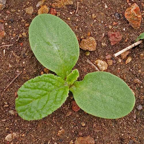 Seed Needs Borage Seeds for Planting Blue Star Flowers - Heirloom Non-GMO & Untreated - Plant a Home Grown Flowering Herb Garden Attract Bees, Butterflies & Other Pollinators (1 Pack) - Image 7